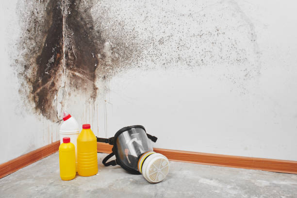 Mold Testing and Removal in Holliday, TX