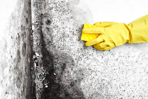Best Mold Removal Company Near Me  in Holliday, TX