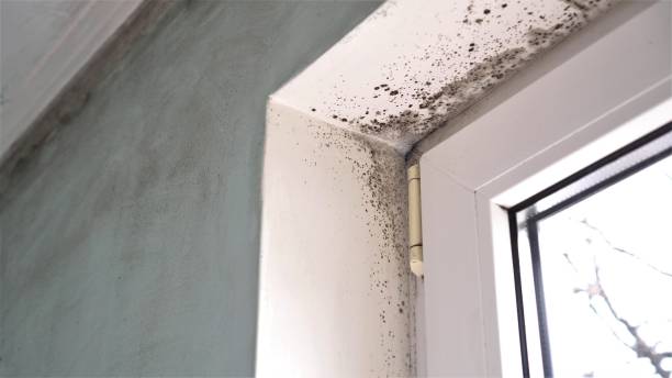 Professional Mold Removal in Holliday, TX