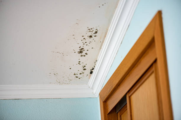 Best Commercial Mold Removal  in Holliday, TX