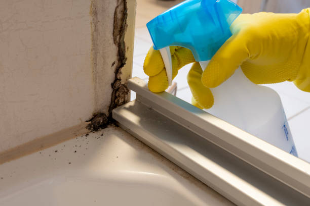 Best Office Mold Removal Services  in Holliday, TX