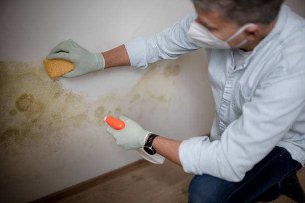 Best Professional Mold Removal  in Holliday, TX