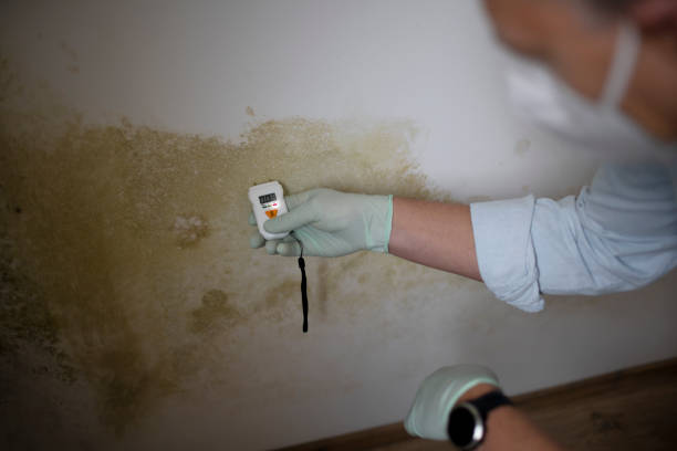 Best Attic Mold Removal  in Holliday, TX