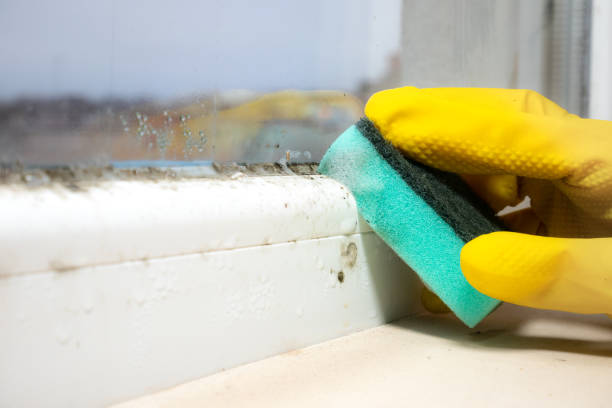 Reliable Holliday, TX Mold Removal Solutions
