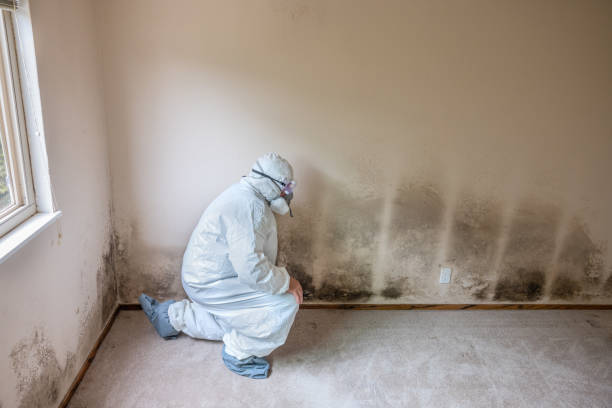 Best Toxic Mold Removal  in Holliday, TX