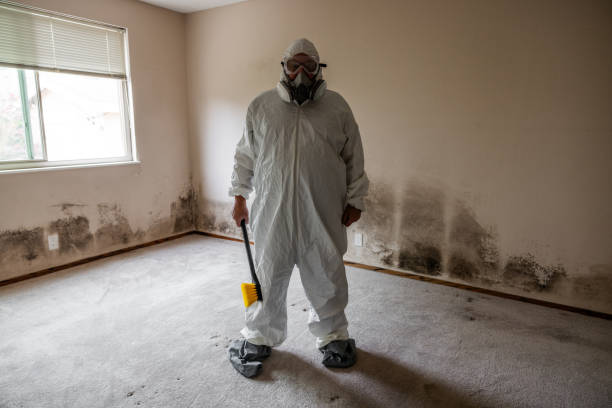 Best Professional Mold Removal  in Holliday, TX
