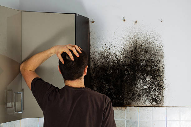 Best Office Mold Removal Services  in Holliday, TX