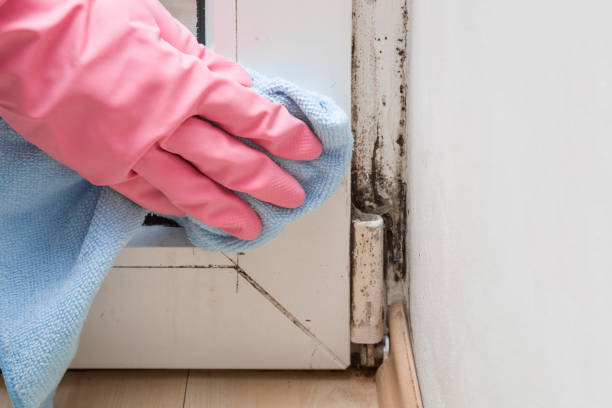 Best Office Mold Removal Services  in Holliday, TX