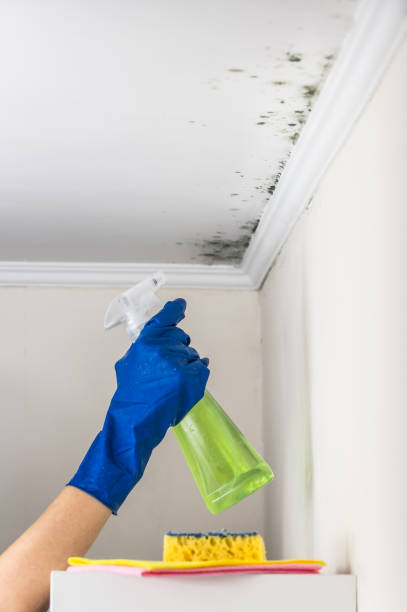 Best Best Mold Removal Companies  in Holliday, TX