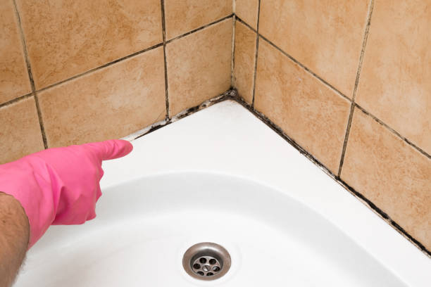 Best Mold Removal Near Me  in Holliday, TX